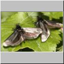 Adela reaumurella - Langhornmotte 05.jpg